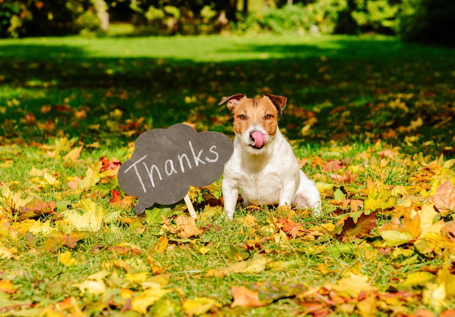 犬があなたにしている『感謝のサイン』４選