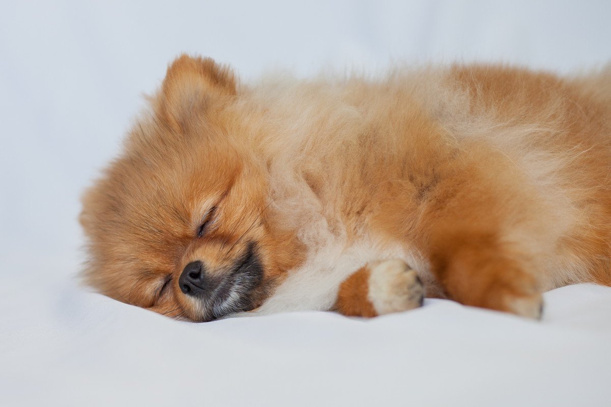 犬も「寝たふり」をしている？4つの理由と寝たふりをしているサインとは？