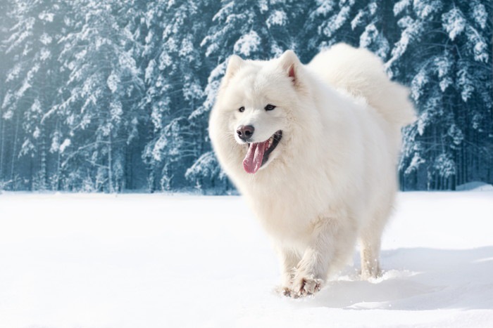 犬はなぜ雪が好きなのか？犬種や性格との関係と注意点