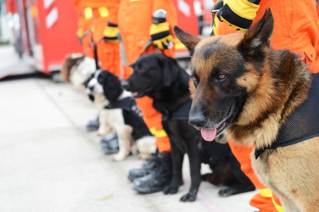 スペインの警察犬施設にはモーツァルトが！音楽が犬にもたらすパワー
