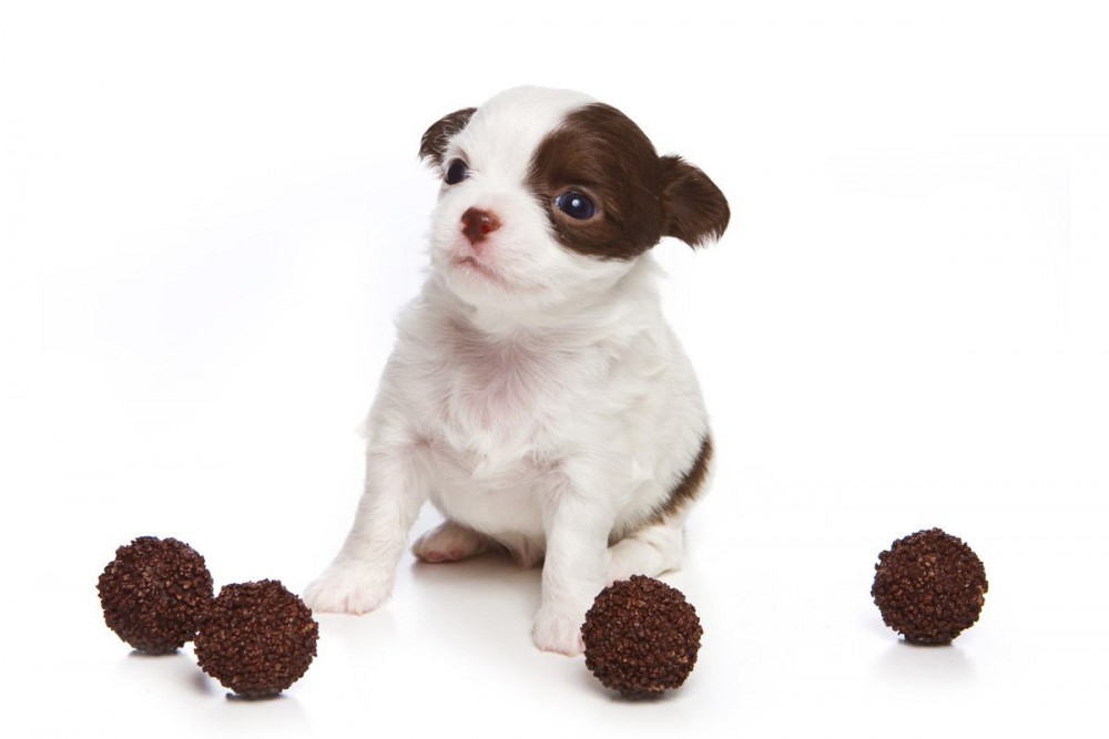 【獣医師執筆】もうすぐバレンタイン！　愛犬が誤って『チョコレート』を食べてしまったときの対処法は？