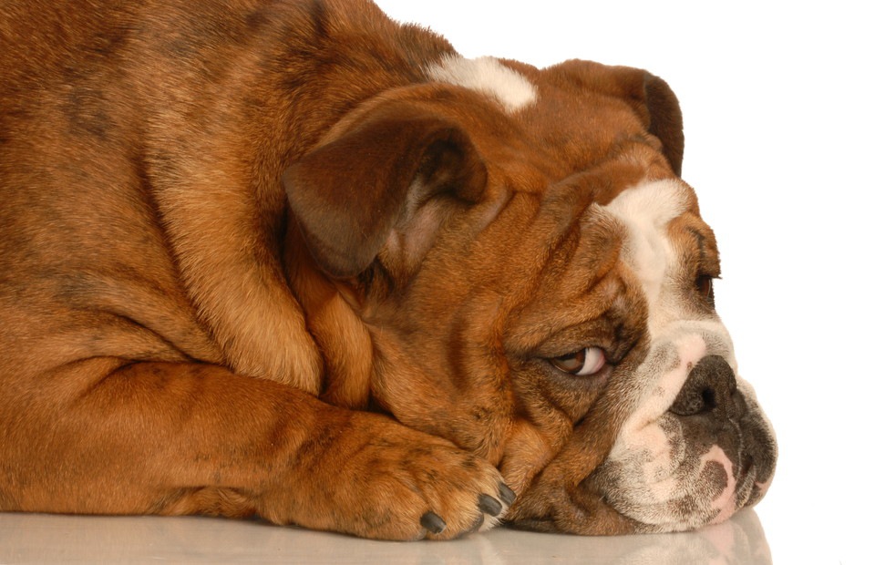 犬に罪悪感はあるの？叱られた時の表情や仕草の意味を考えてみる