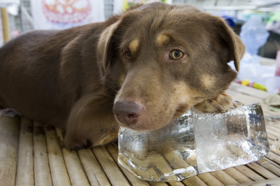 犬に暑さ対策で氷を与えてもOK？与える際の注意点とは