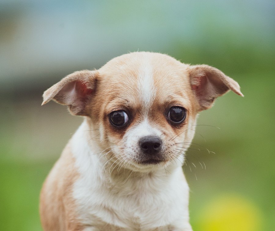 犬が『耳を下げている時』の心理４選
