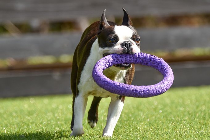 犬との絆が深まる『ドッグスポーツ』2選！飼い主と一緒に楽しめる運動とは？