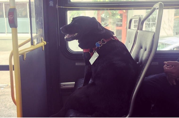 単独でバスに乗ってドッグパークに通う犬が人々の話題に！