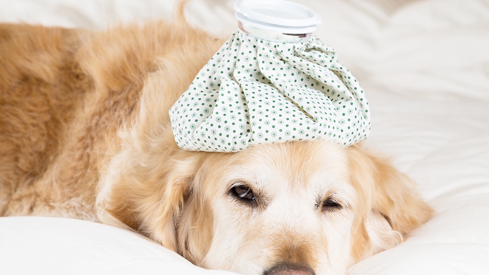 犬用ドリンクは熱中症対策におすすめの飲み物！
