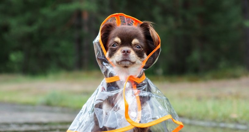 雨の日に犬の散歩をするのはNG？どういう基準で判断すればいいの？