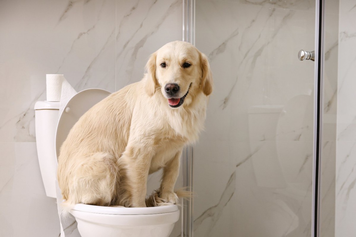 犬のトイレが近くなる理由4選　頻尿の原因と対処法を解説