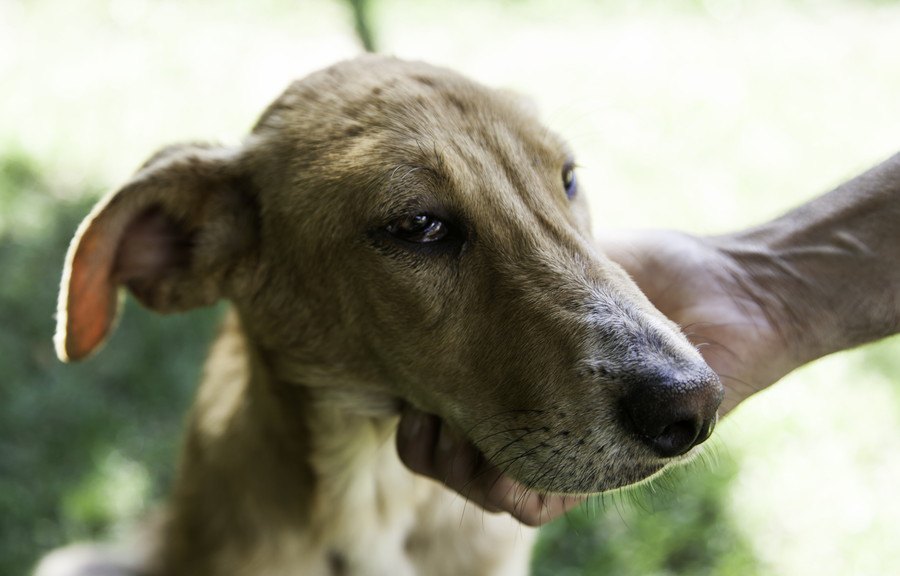 カナダ発、犬に感情的な苦痛を与えた飼い主が動物虐待で有罪判決