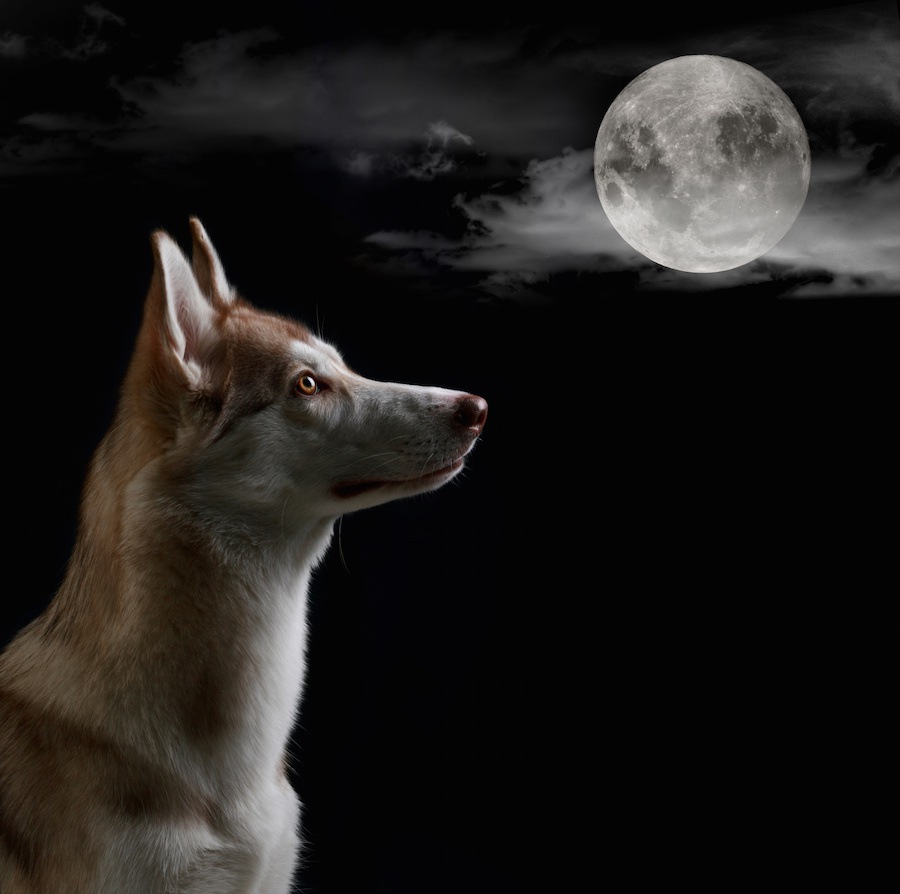 犬は本当に満月に向かって吠えるのか？