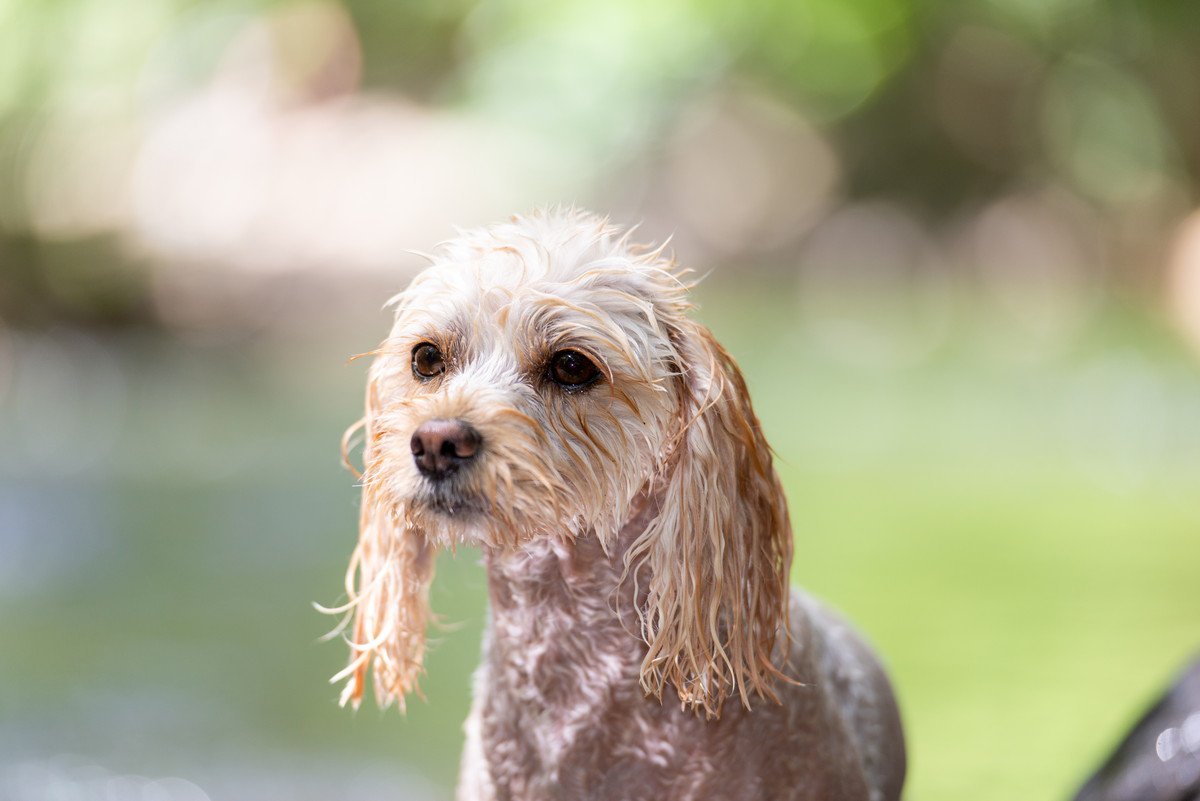 犬が水浴びを嫌がる時の心理5選！嫌がっているのを仕草や行動で見極めるには？
