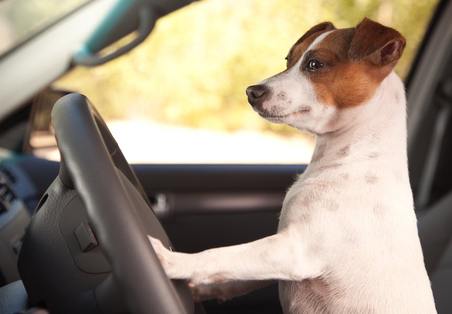 犬を安全に車内に残せる、テスラ社の車に装備された『ドッグモード』