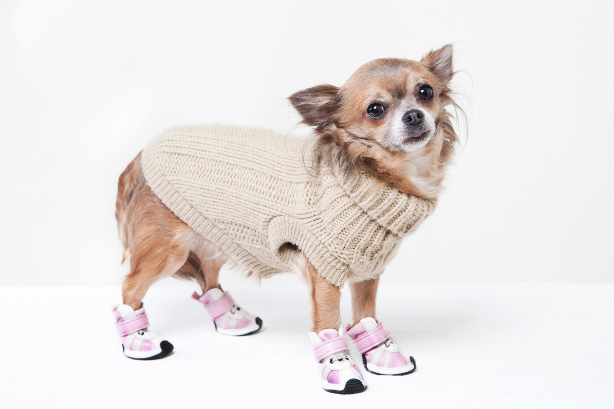 『寒さが苦手な犬種』4選！冬は絶対に注意すべき理由とすぐに始めるべき防寒対策とは？