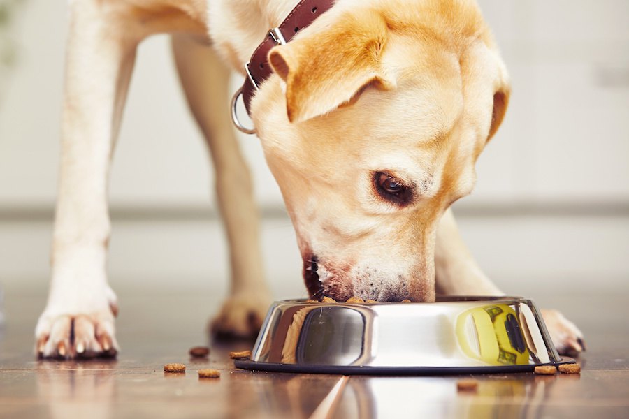 犬がご飯をこぼしながら食べる原因と辞めさせる方法