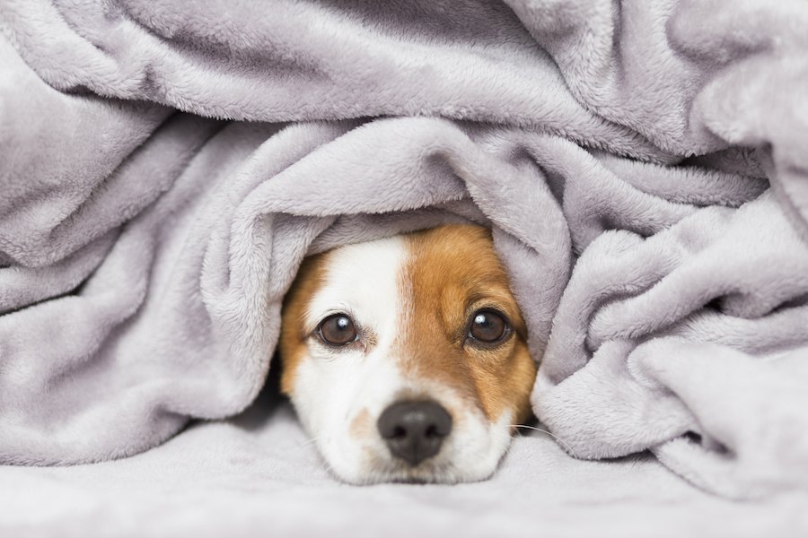 犬にとって超危険な『冬の室内環境』５選！暖房器具には要注意！