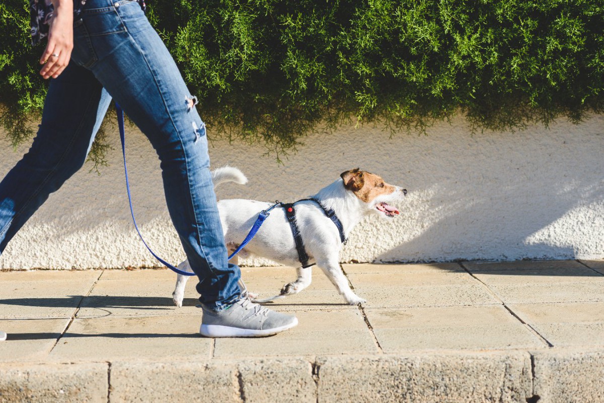 愛犬の『飼い主への信頼度』は散歩中にわかる！3つのチェック項目ともっと頼られる飼い主になる方法