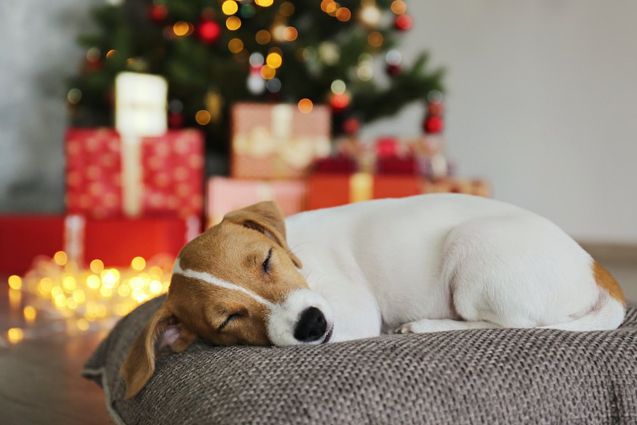 犬が大喜びする『クリスマスプレゼント』３つ