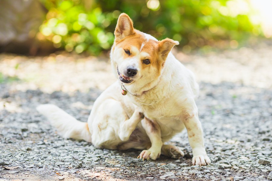 犬が亡くなる可能性もある危険な寄生虫３選！主な症状や適切な対処法について