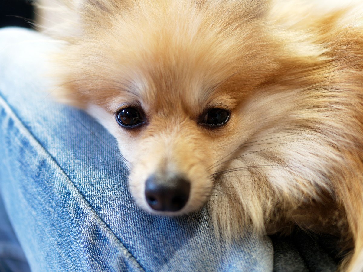 犬の「分離不安症」初期症状とは？４つのサインと治療するためのコツ