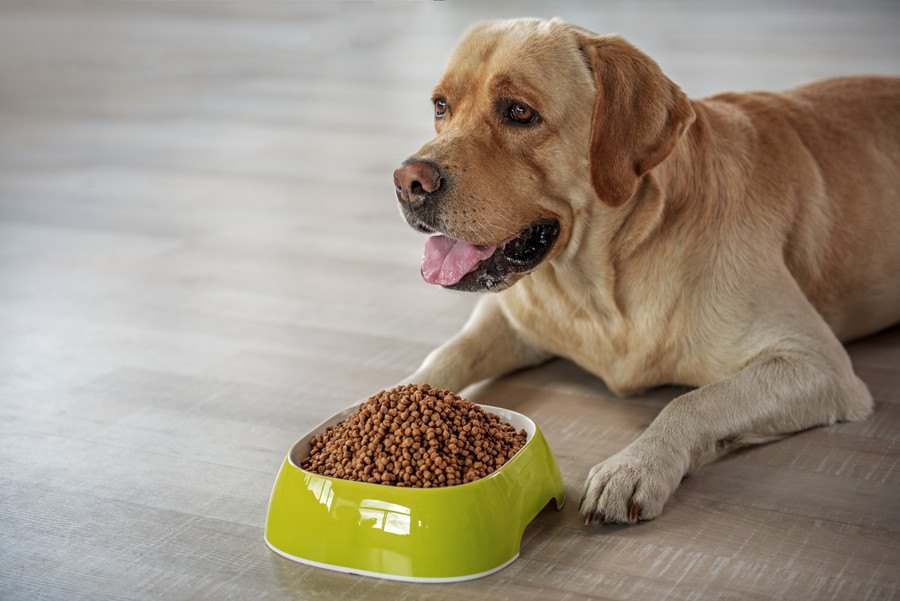 愛犬にご飯を食べさせすぎる危険性５選！欲しがるからと言ってたくさん与えていませんか？