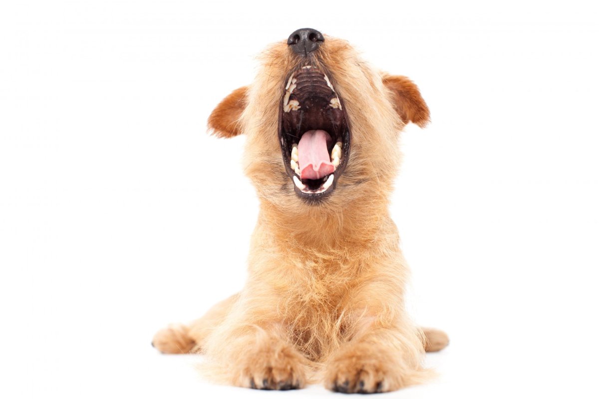 犬の口臭がドブ臭い！原因となる病気や対処法、自宅でできるケア