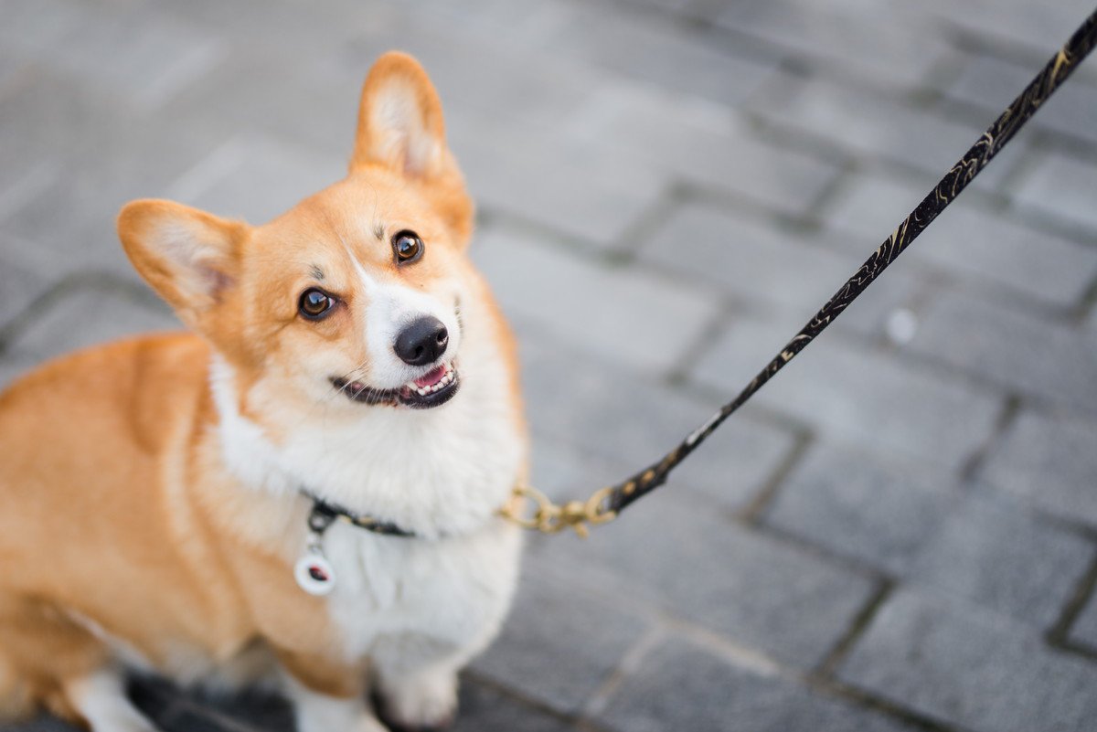 犬に必要な『散歩の時間』って何分？犬種ごとの目安や注意点を解説