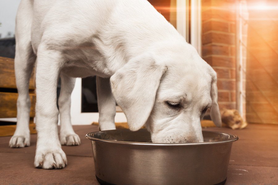 犬の腎臓病に良い食べ物やおすすめのフード、対策について