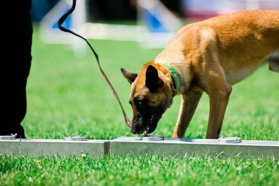 犯罪科学捜査が犬の嗅覚に追いつくためのリサーチ結果が驚異的！