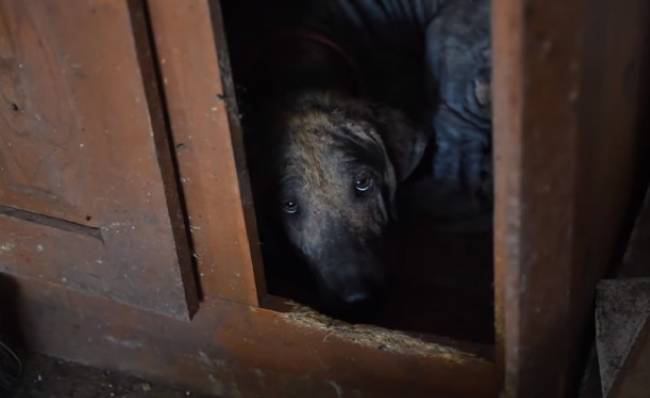 じゅうたんが湿っている…民家から30頭以上のボロボロの犬たちを救出！