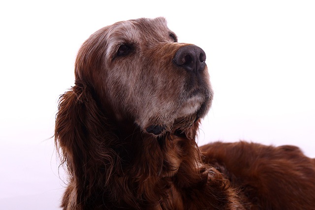 犬も年を取ると加齢臭が出る？３つの対策で嫌なニオイを防ごう！　