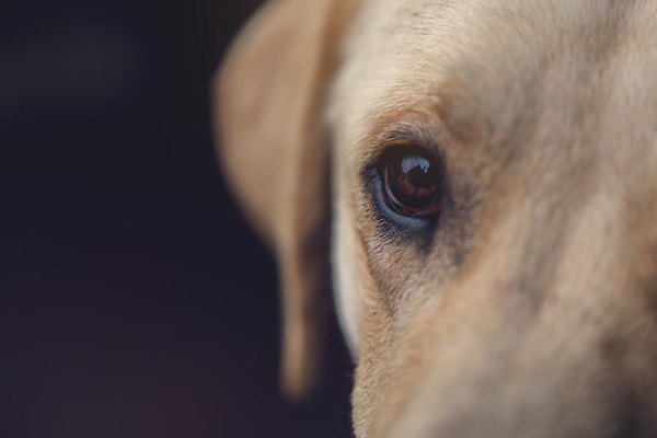 犬の「眼」の仕組みや見る世界について
