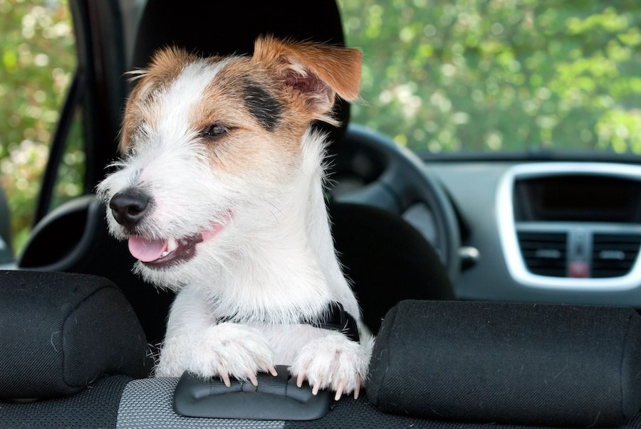 犬も車酔いをする！？よくある症状や対処法・予防法を解説
