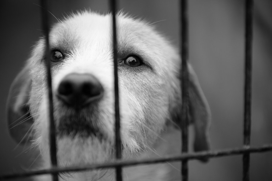 近所で犬の虐待を見かけた時に取るべき行動と注意すべきポイント