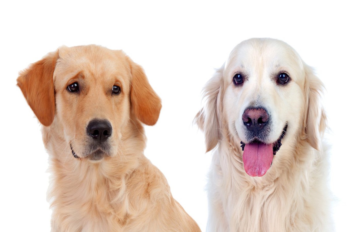 犬の『表情』で分かる心理6選！嬉しい時や寂しい時にする顔とは？
