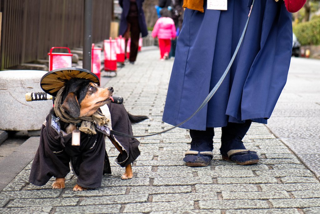 京都のドッグカフェおすすめ15選！犬同伴で食事ができる人気店舗まとめ