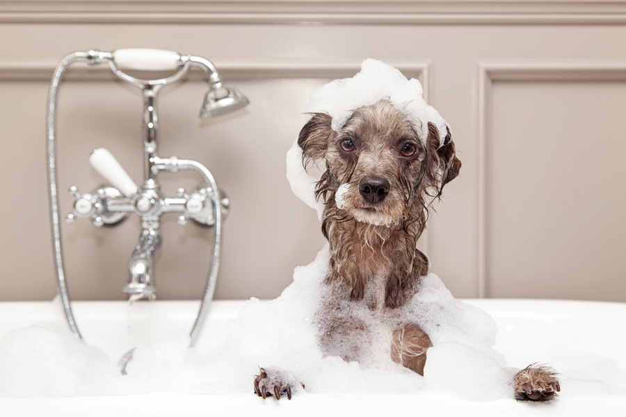 「お風呂が好きな犬」と「嫌いな犬」の違いとは？