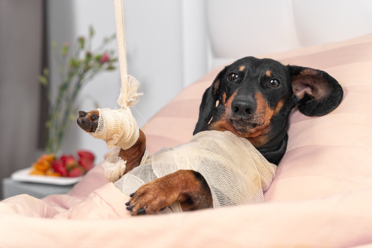犬が病気になると1回いくらの治療費がかかるの？病気や怪我、入院などの費用の目安とは？