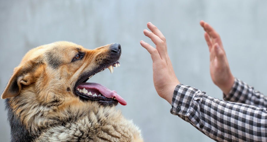 心配性な人は犬に噛まれやすい？