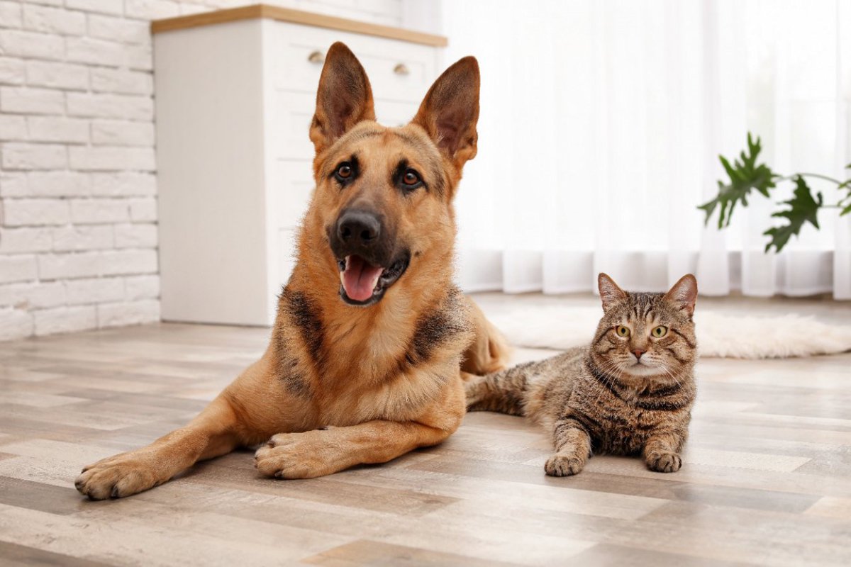 犬は猫よりも愛されている？ヨーロッパの3カ国での研究結果