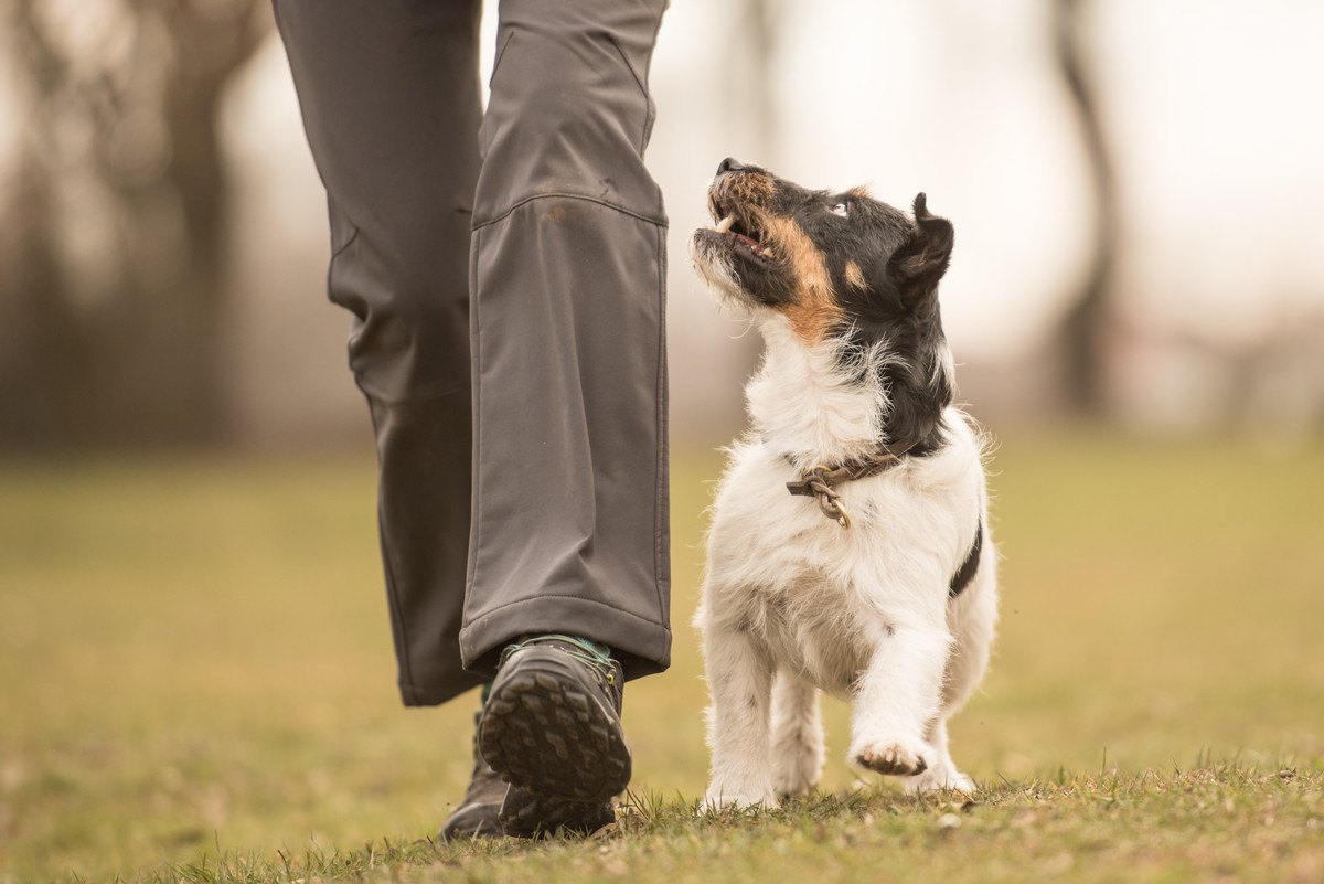 犬に最適な『散歩時間』とは？大きさや犬種による違いや目安を解説