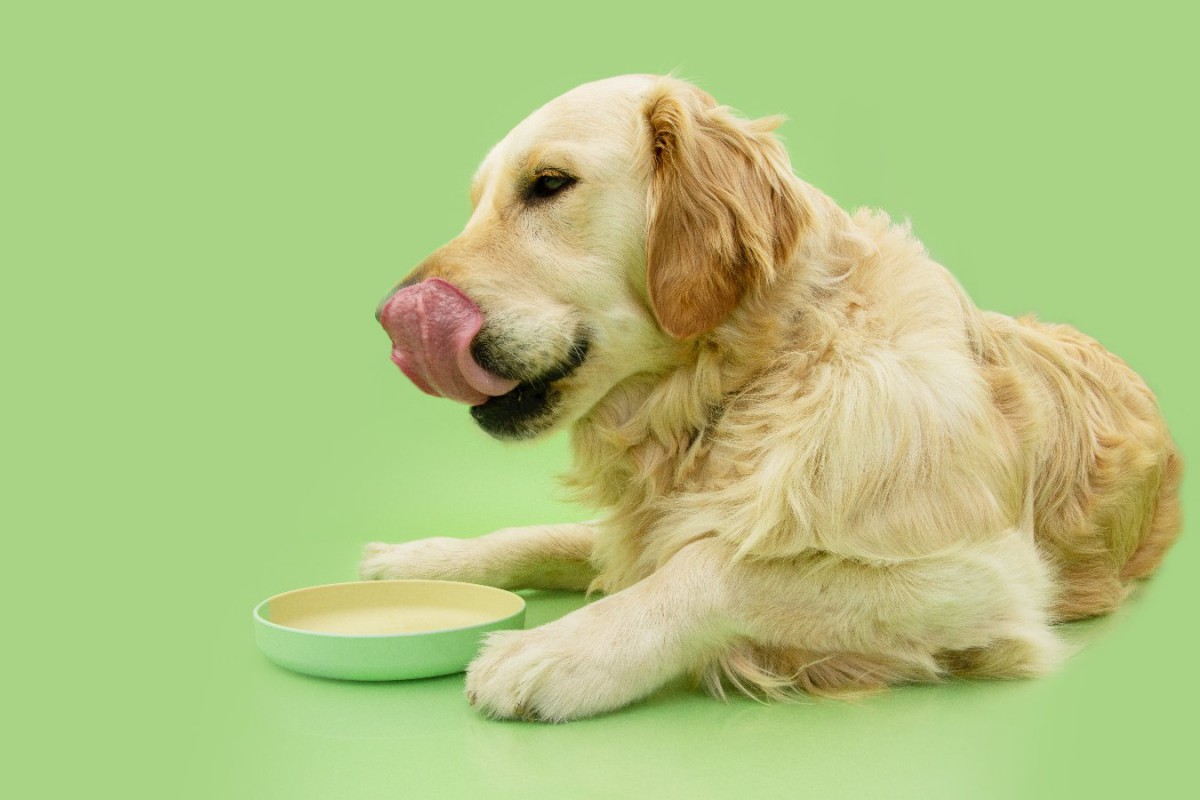 犬に与えすぎてはいけない『消化に悪い食べ物』5選！どれくらいなら食べさせてもいいの？