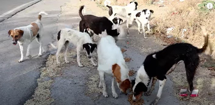 インドで街がロックダウン。食料の途絶えた犬達の命を救う活動
