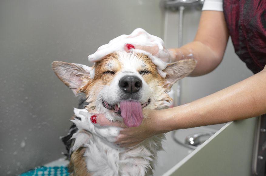 犬がシャンプーを嫌がるのはなぜ？風呂好きにするための解決法をご紹介