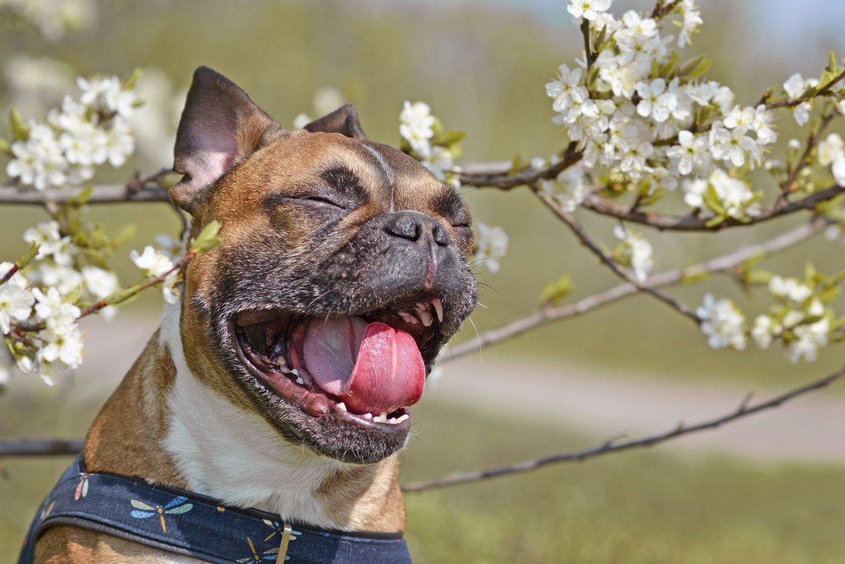 春に注意すべき「犬の病気」4つ！暖かくなってくる季節にかかりやすい疾患とは？