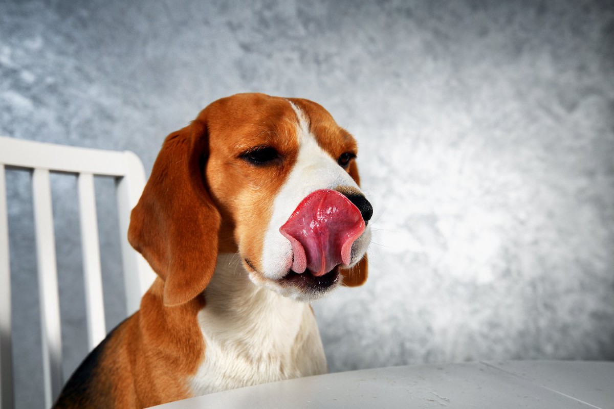 犬が絶対に食べてはいけない『果物の種』5選　危険な理由と食べてしまった時にすべき対応とは