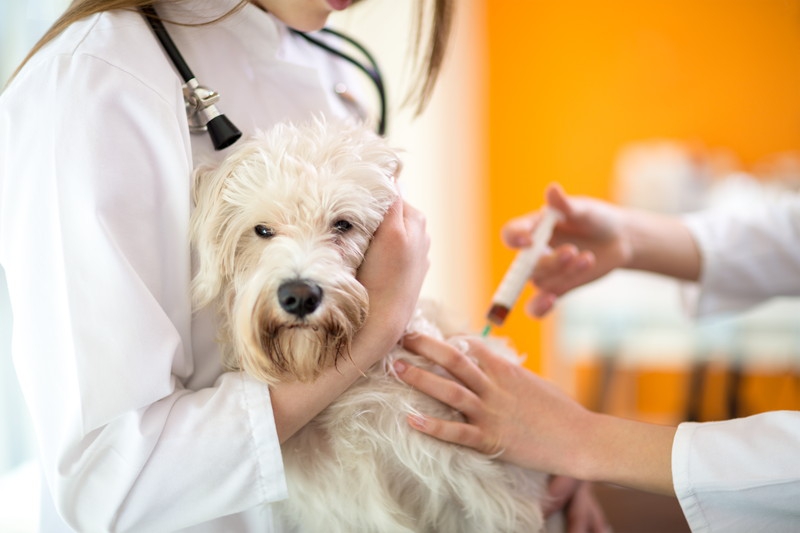 狂犬病ワクチンの副作用とは？症状や接種による危険性と注意点を解説
