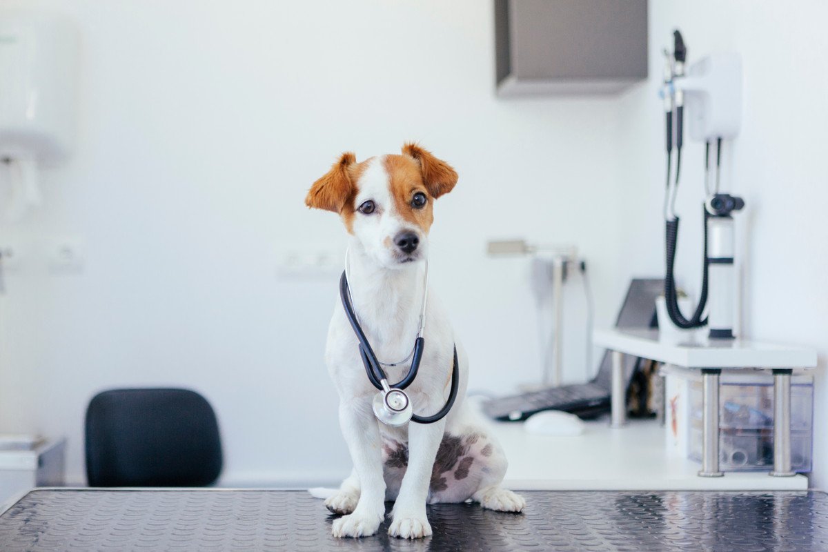 【現役獣医が解説】犬のフィラリア予防を始める前に知っておきたい事