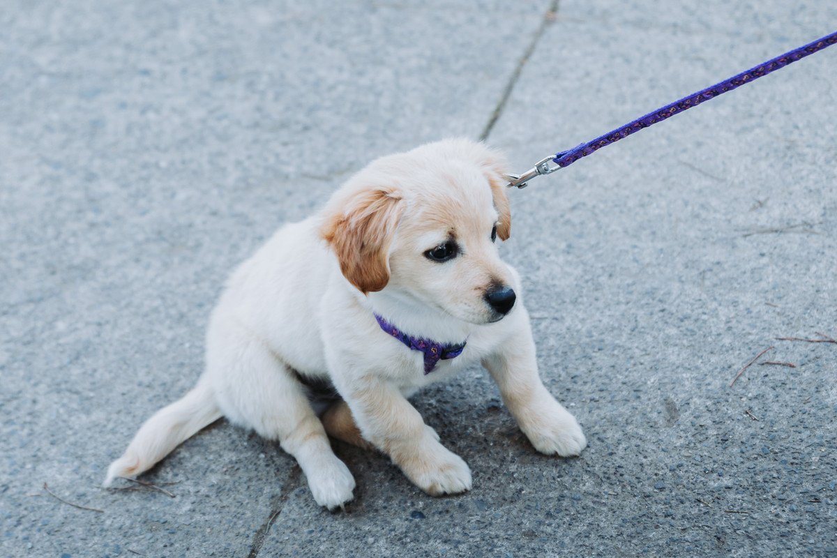 犬が散歩で歩かない！座り込んでしまう6つの理由と動いてもらうためにできることとは？