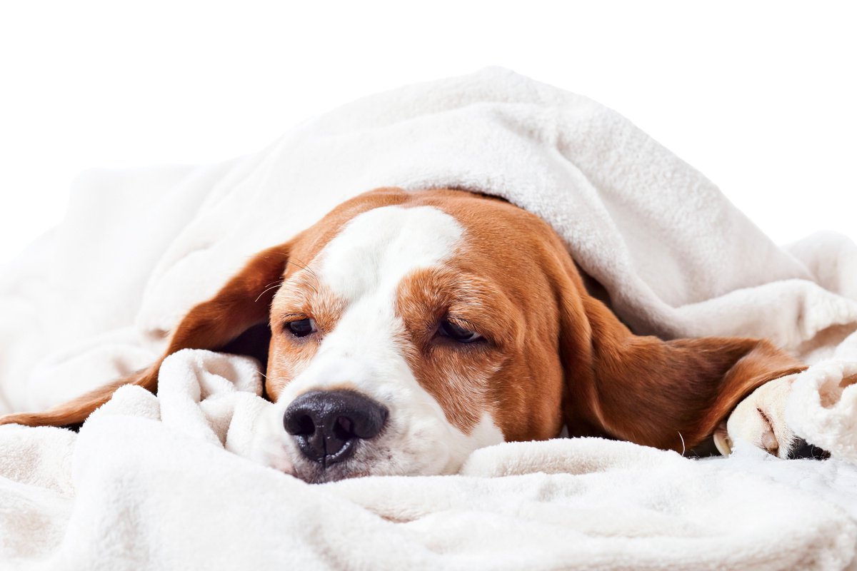 犬が『寝たふり』をするのはなぜ？3つの心理を解説